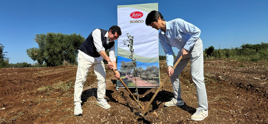 Pantaleo capofila di un progetto internazionale di piantumazione di ulivi