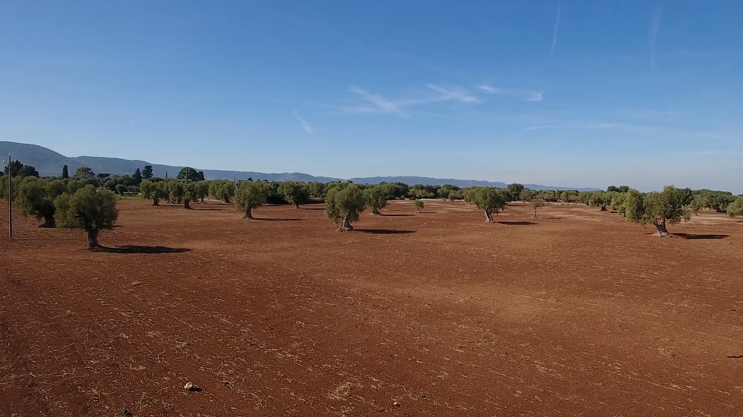 La storia dell'ulivo e dell'olio di oliva