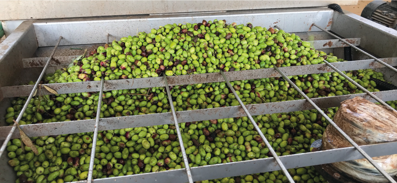 Olio extravergine di oliva Pantaleo: come viene prodotto?
