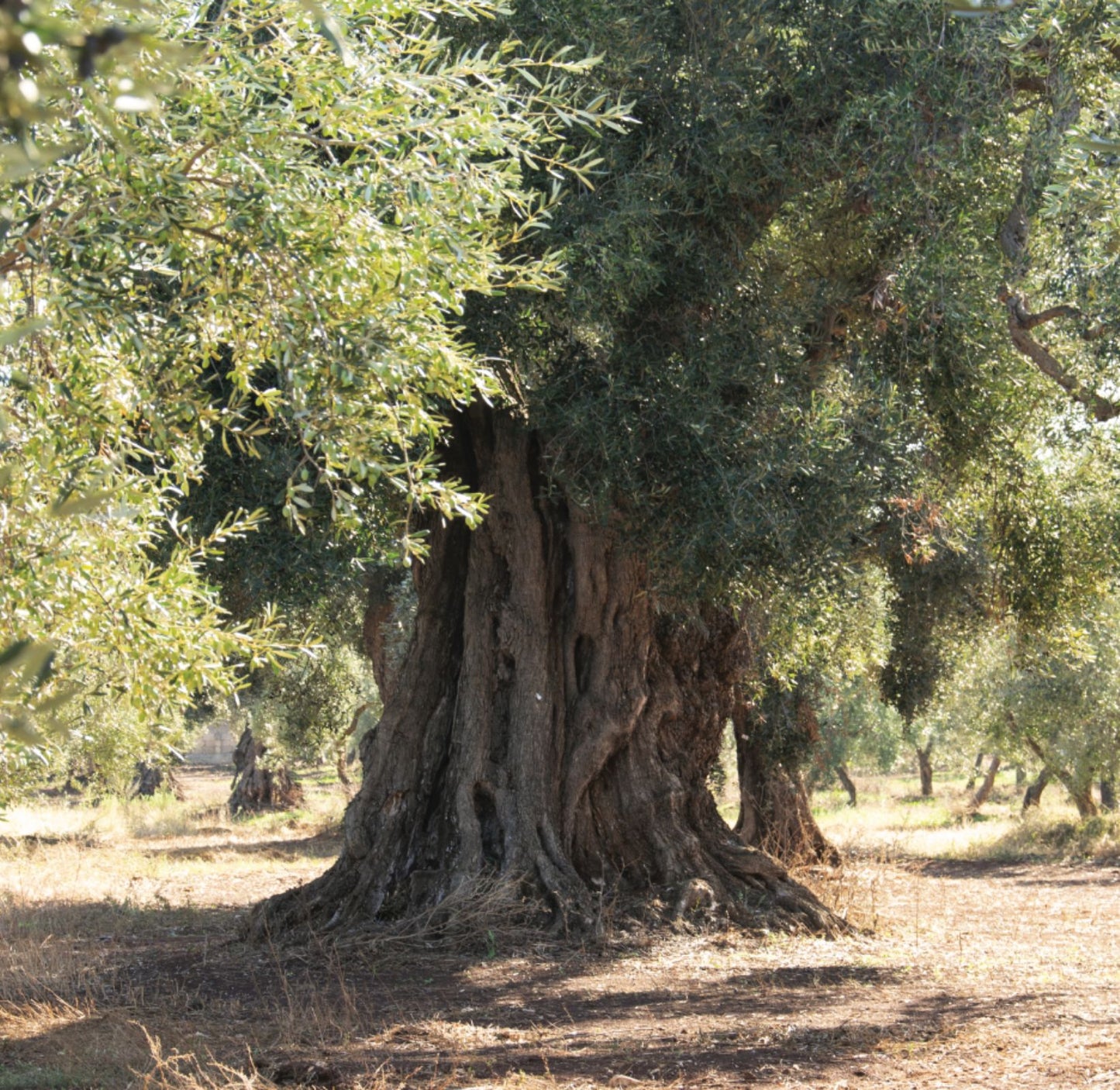 Olio Pantaleo Shop