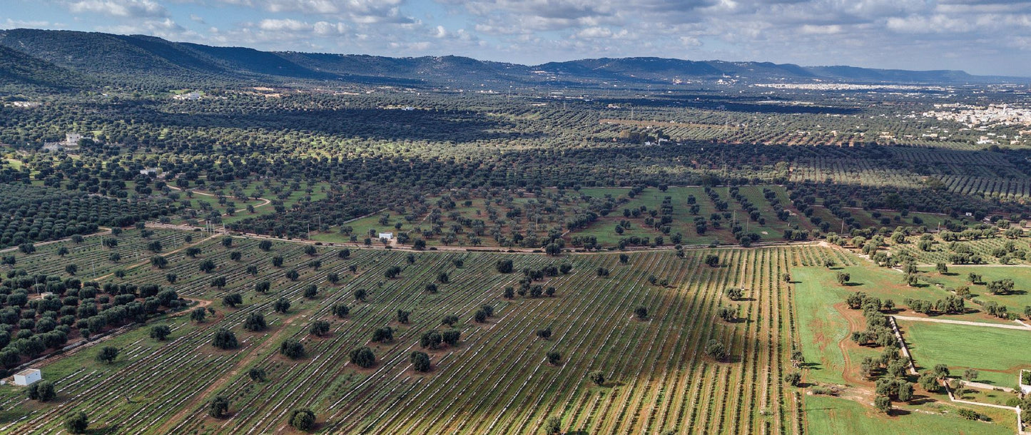 Le principali cultivar pugliesi che danno vita all’olio extra vergine di oliva IGP “Olio di Puglia”